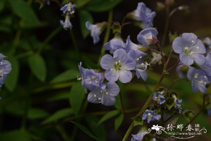 木百合