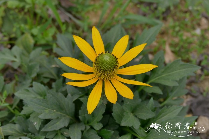 木棉花花语和寓意