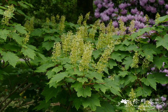 常见小区绿化100种植物