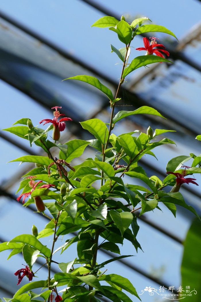 黄花风铃