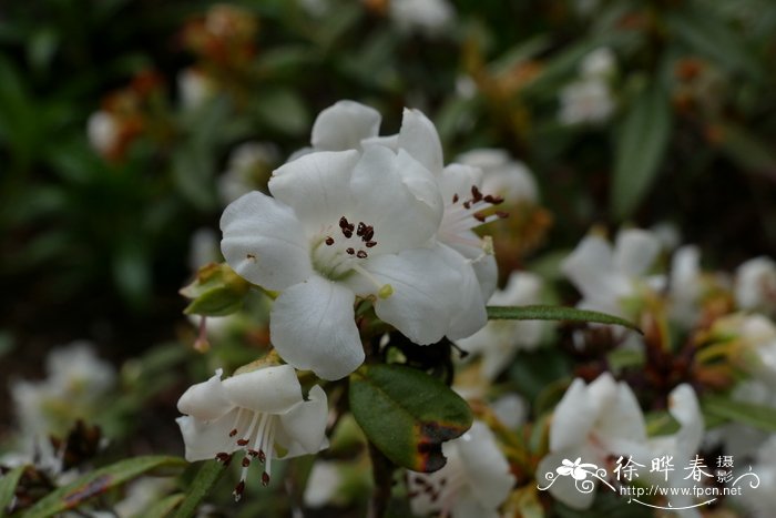 水仙花