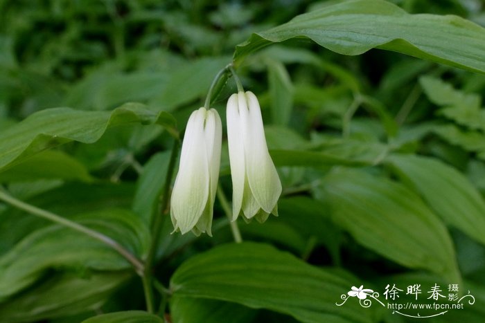 石榴花语和寓意