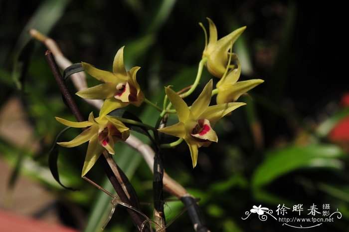 昙花什么时候开花