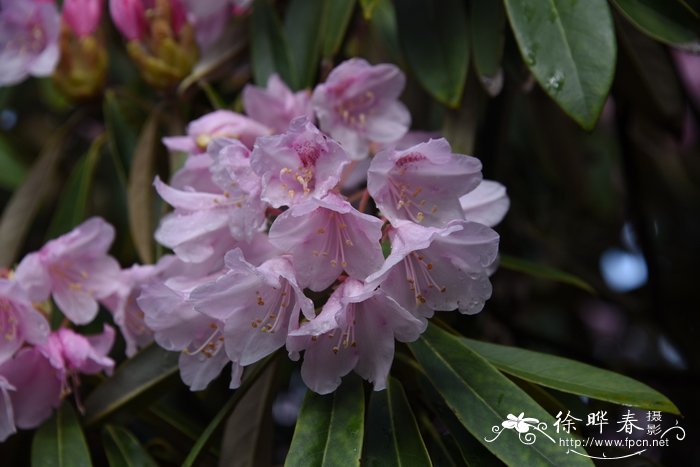 丁香的花语