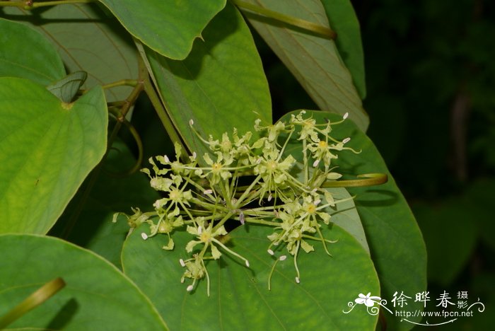 花枯萎了怎么救活