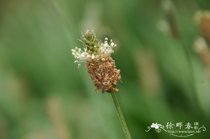 红花醡浆草