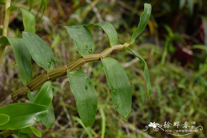 毛茛花