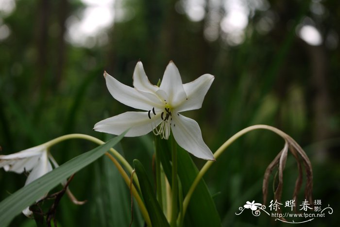 圣女果种植