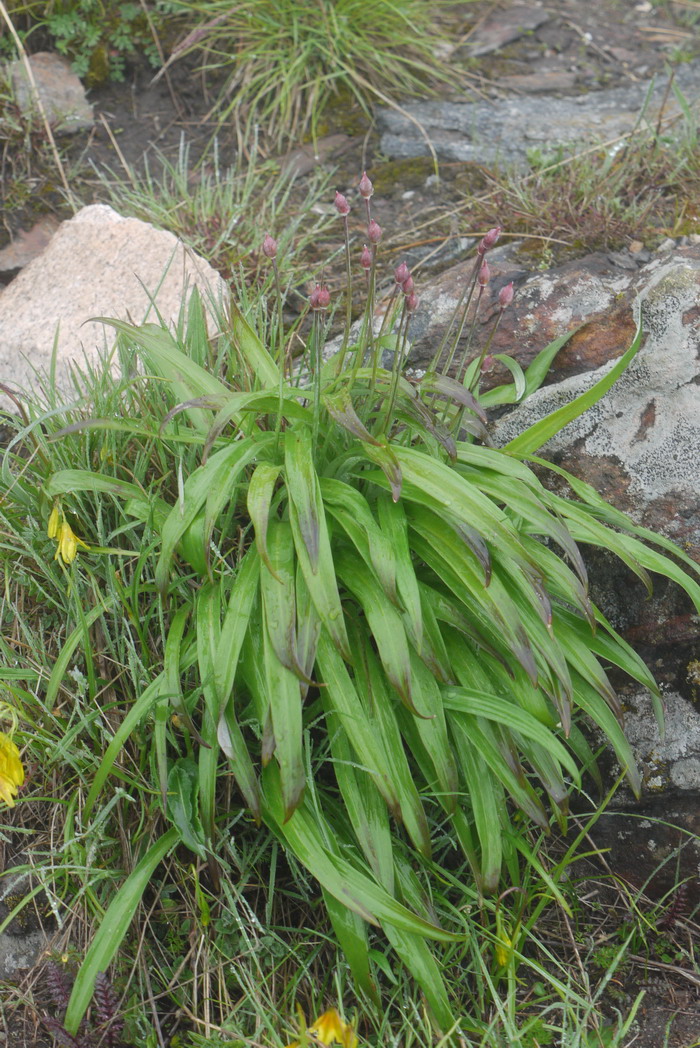 长寿花养殖