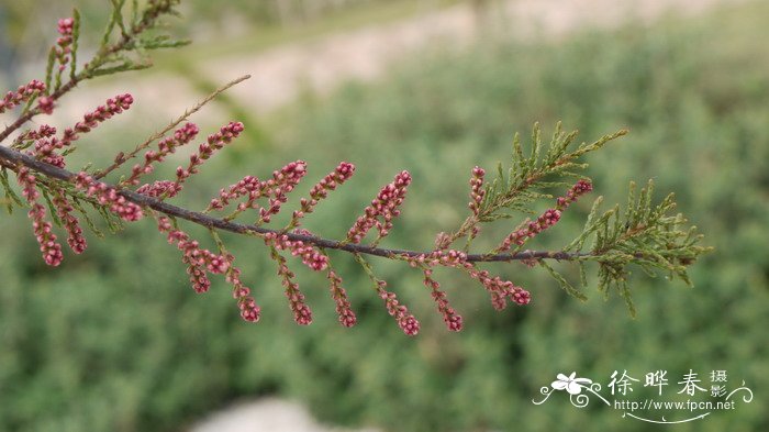 球茎类花卉