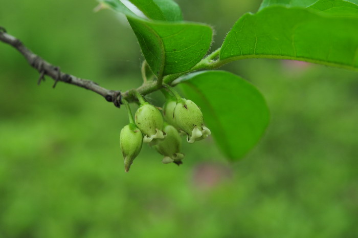 蝇子草