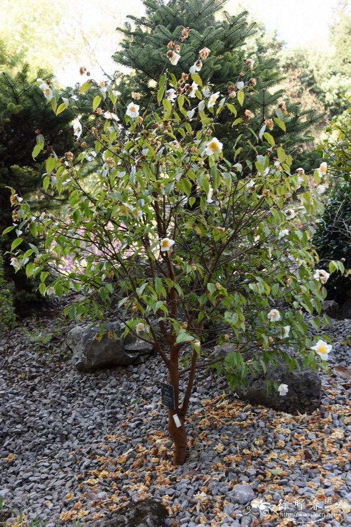 金银花种植成本及利润