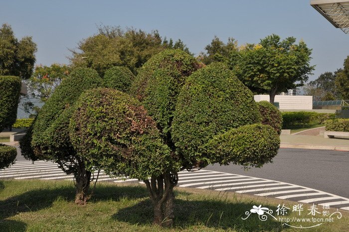 镜面草的养殖方法