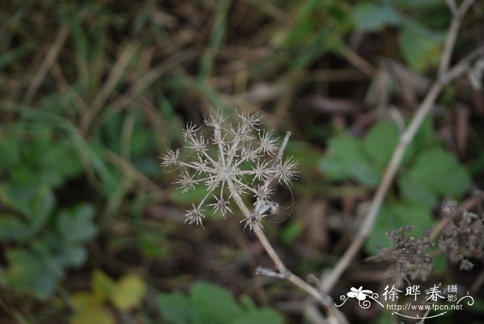 鸡毛菜