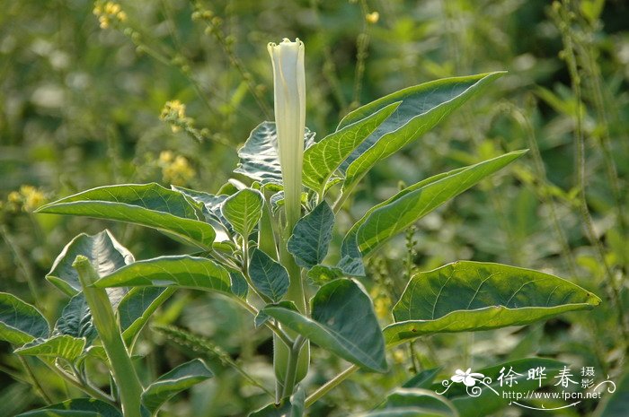 粉玫瑰的花语是什么意思