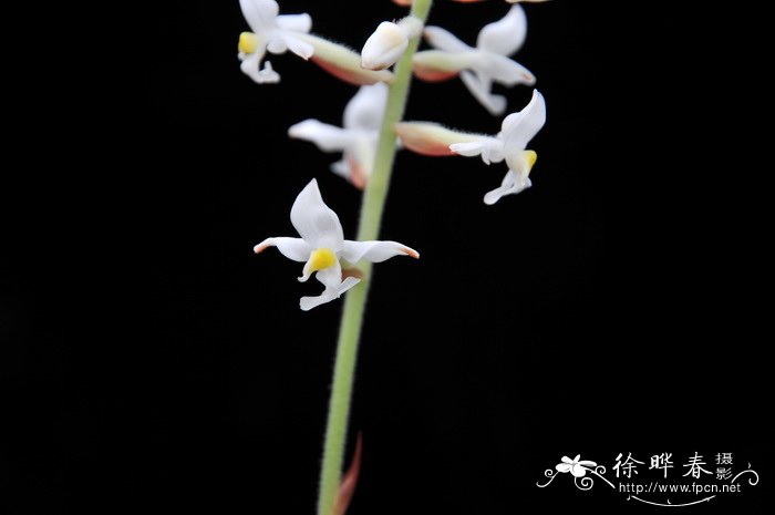 水灵芝