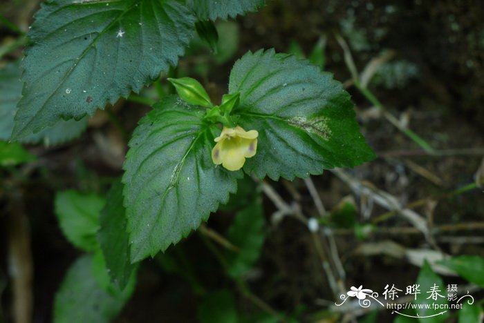 含笑花花语