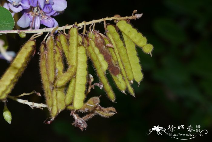 吊灯花