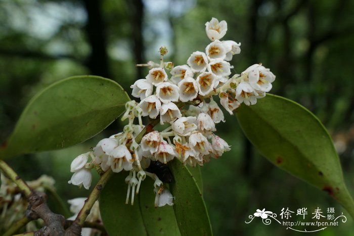 长寿花价格