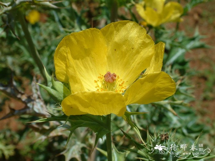 折水晶花