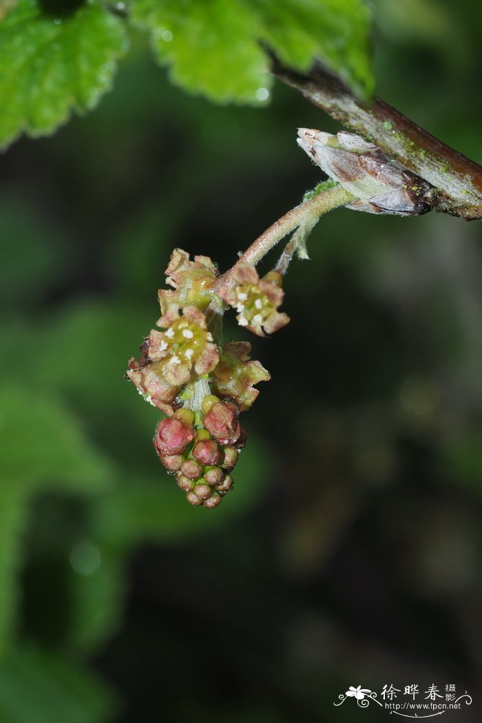 水仙花花语