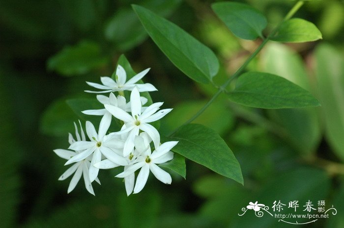 风铃花的寓意是什么