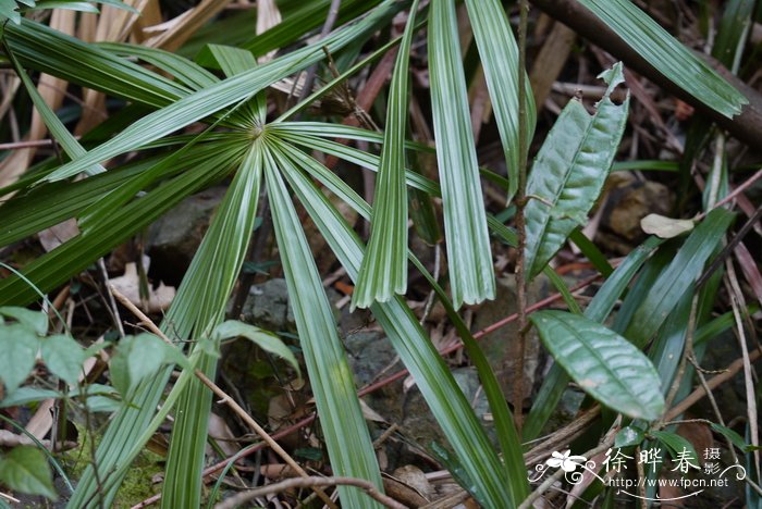 中国哪里适合种植榴莲