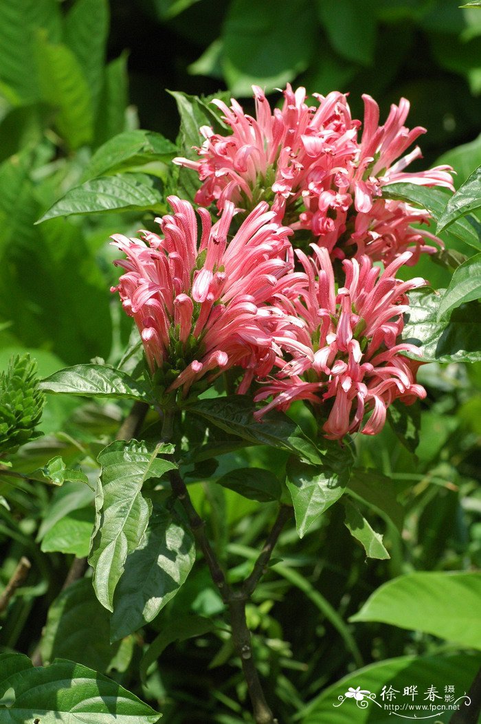 教师节送什么鲜花