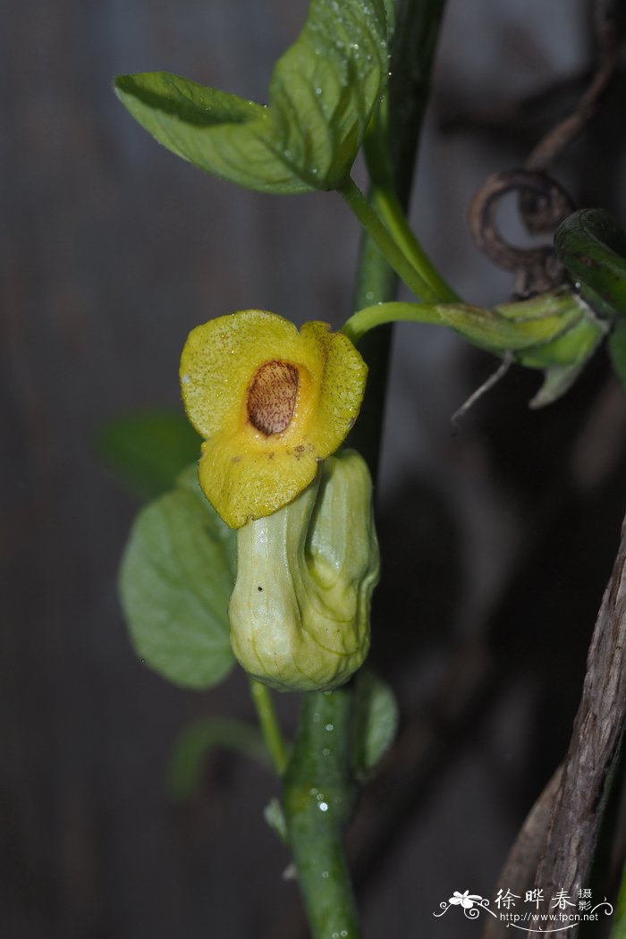 玫瑰怎么做干花