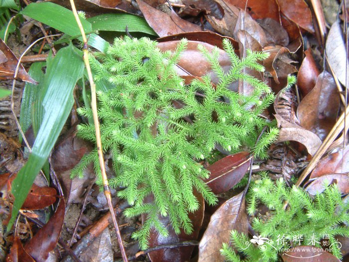 植物杨梅树