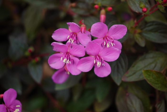 白色雏菊