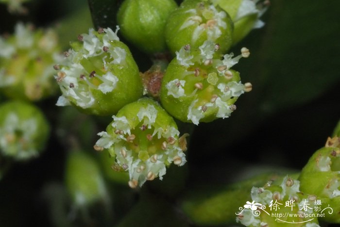 金桂花树种植技术