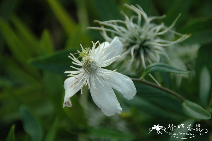 蓝花楹什么时候开花