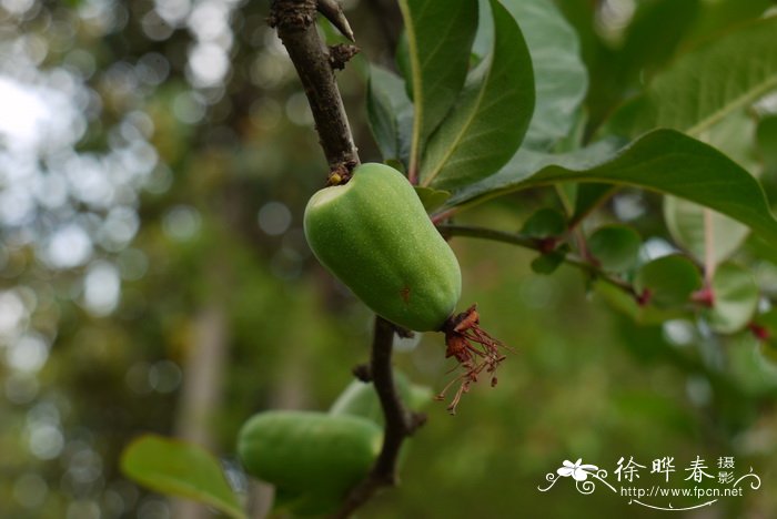 花枯萎了怎么救活