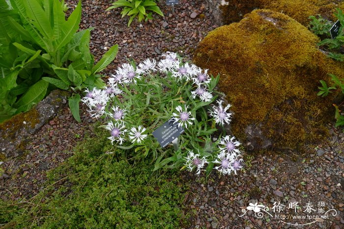 木香花的种植养护方法