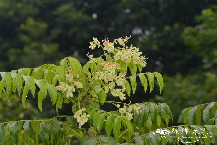 杀菌水