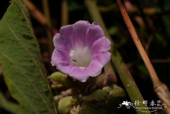 白鹤芋