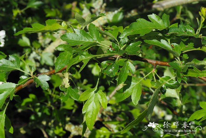 兰花不开花是什么原因