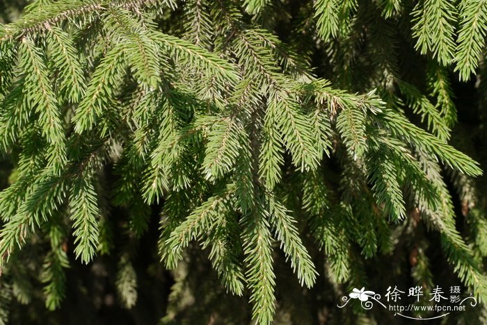 茶花落叶是怎么回事怎样处理