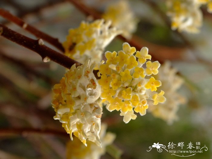 金桂花图片