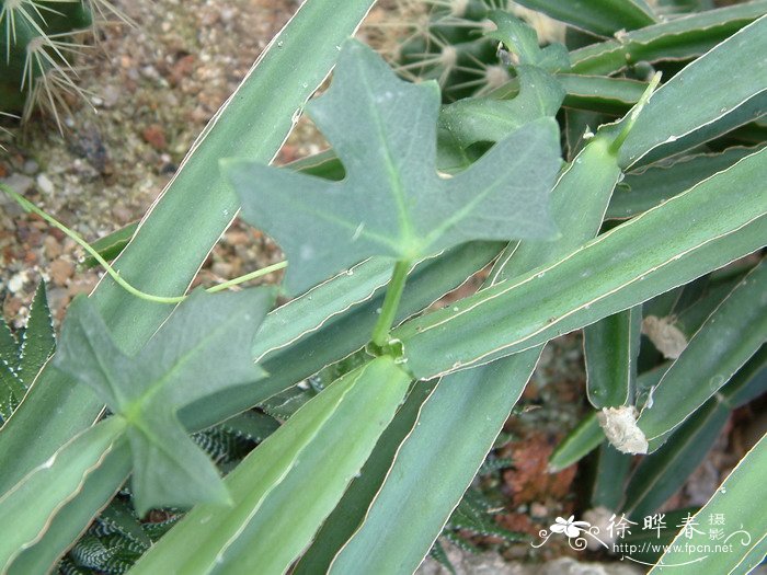 驱蚊草的养殖方法