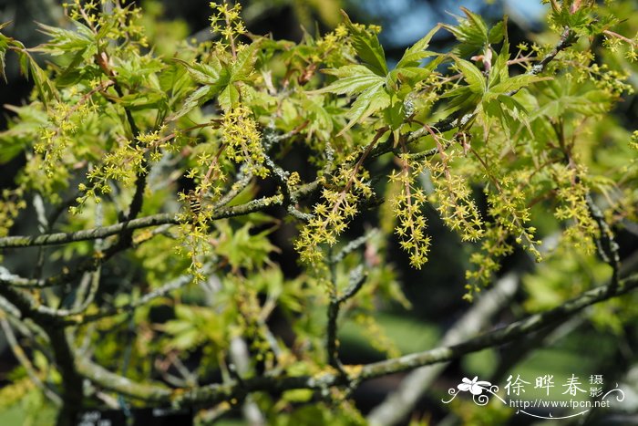 瑞香花的风水和禁忌