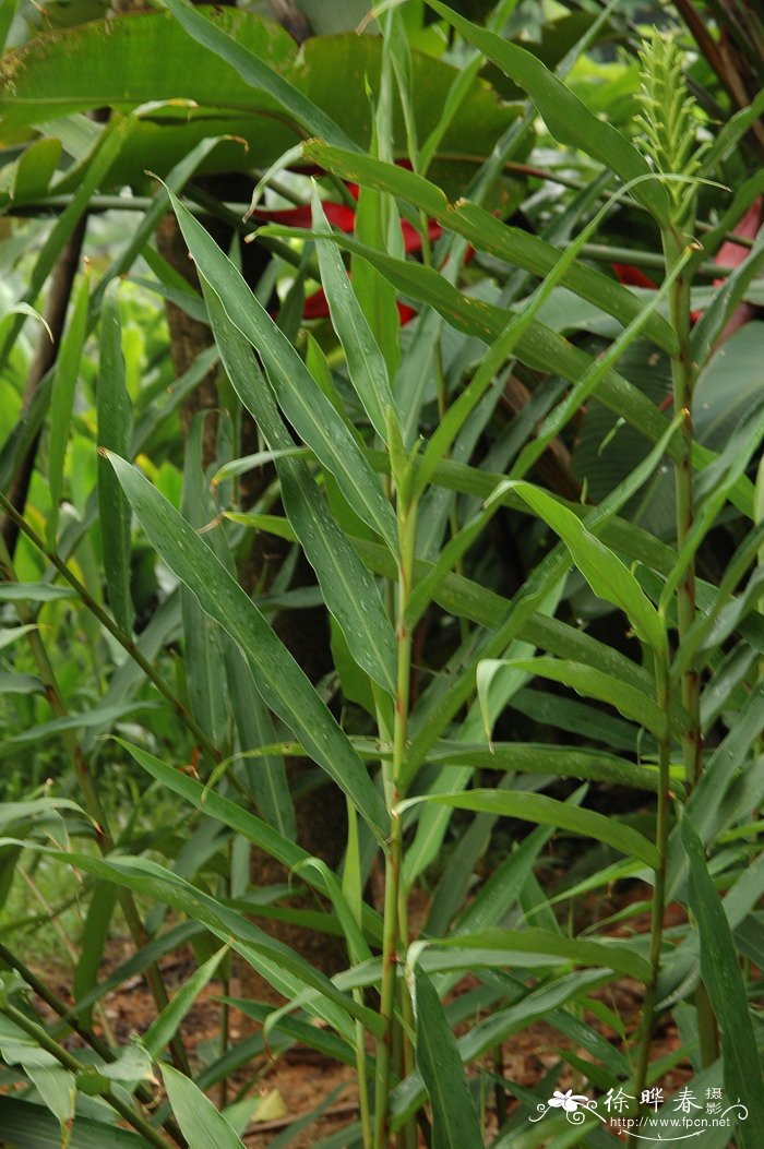 黑松造型树