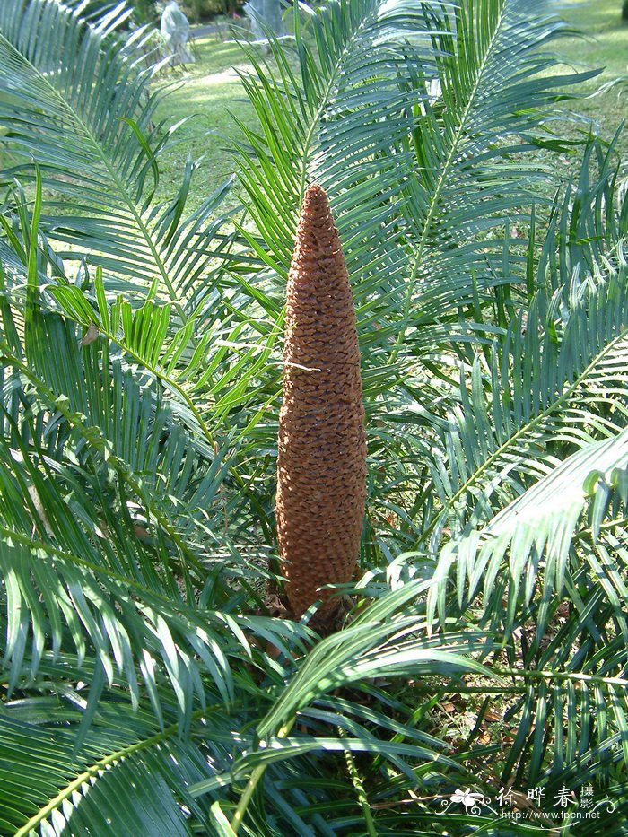 吸甲醛净化空气植物