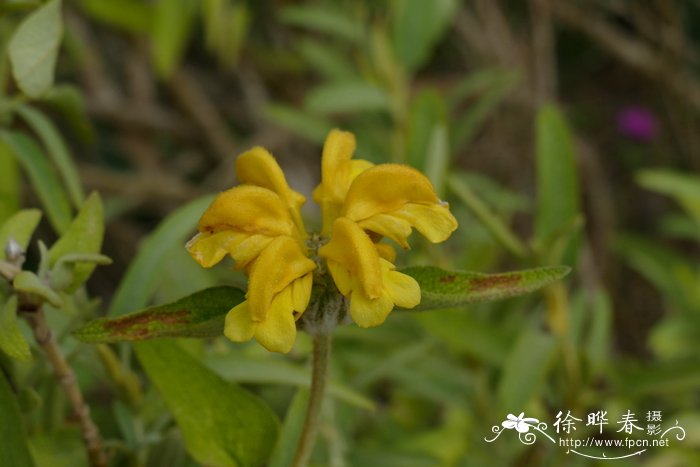 客厅放什么植物最好风水