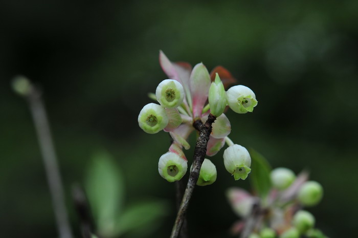 土豆种植时间和方法