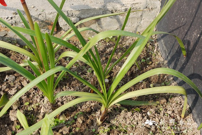 家里养海棠花不吉利