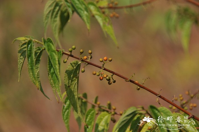 栀子花施什么肥料最好