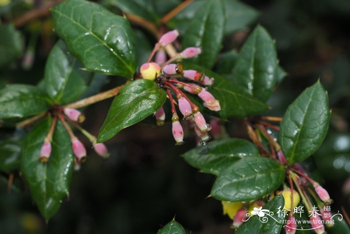 白色郁金香花语和寓意