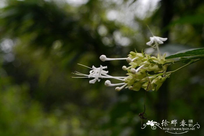 花菇价格